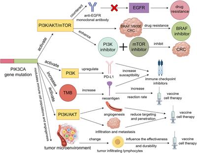 The role of PIK3CA gene mutations in colorectal cancer and the selection of treatment strategies